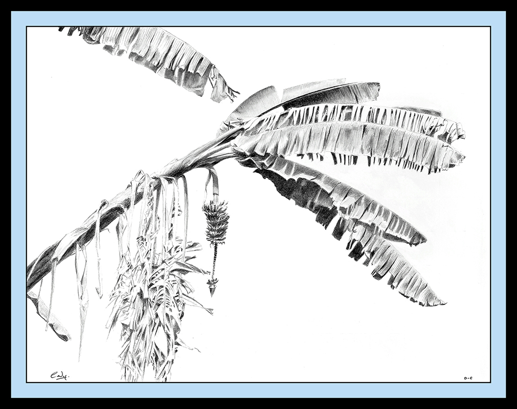Pencil drawing of a banana plant.